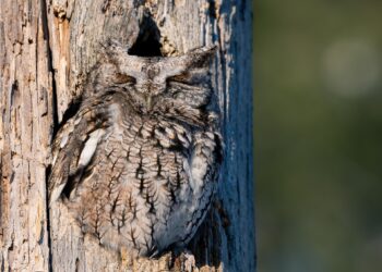 Cómo la pérdida de biodiversidad está aumentando el contagio de virus de animales a humanos