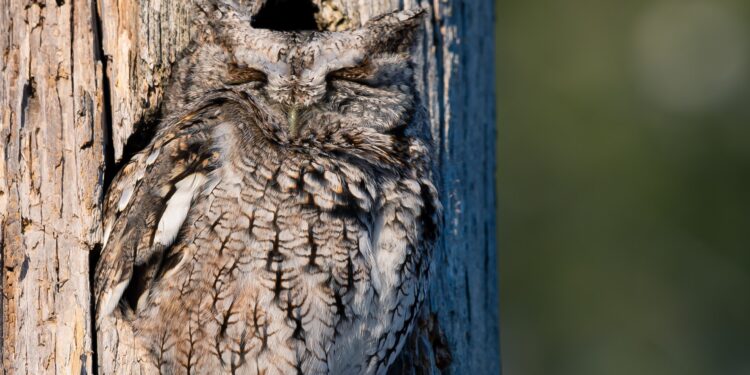 Cómo la pérdida de biodiversidad está aumentando el contagio de virus de animales a humanos