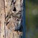 Cómo la pérdida de biodiversidad está aumentando el contagio de virus de animales a humanos
