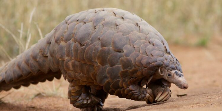 La inocencia del Pangolín. Criaturas únicas de características muy peculiares