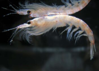 ‘Gammarus duebeni’, los pequeños crustáceos trituradores de microplásticos