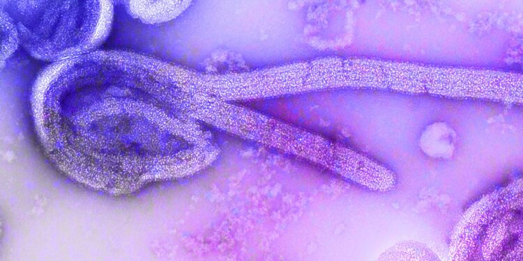 ¿Son los virus un desafío científico insuperable?