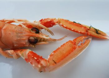 Biopolímeros magnéticos para la purificación de proteínas