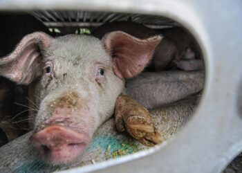 Alerta sin alarma: qué hacer frente al virus porcino con ‘potencial pandémico’ detectado en China