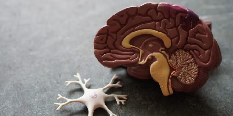 Neuroinvasión del SARS-CoV-2: consecuencias a largo plazo