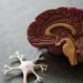 Neuroinvasión del SARS-CoV-2: consecuencias a largo plazo