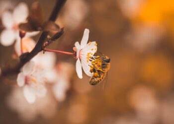 El declive de las abejas amenaza nuestra seguridad alimentaria