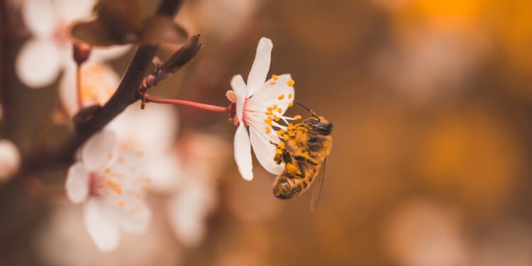 El declive de las abejas amenaza nuestra seguridad alimentaria