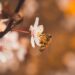 El declive de las abejas amenaza nuestra seguridad alimentaria