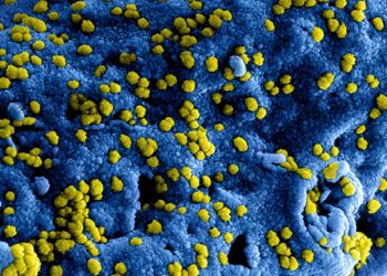 «Fósiles» virales entre nuestros genes