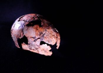 Los Homo erectus con el cráneo más pequeño y el Homo habilis más reciente