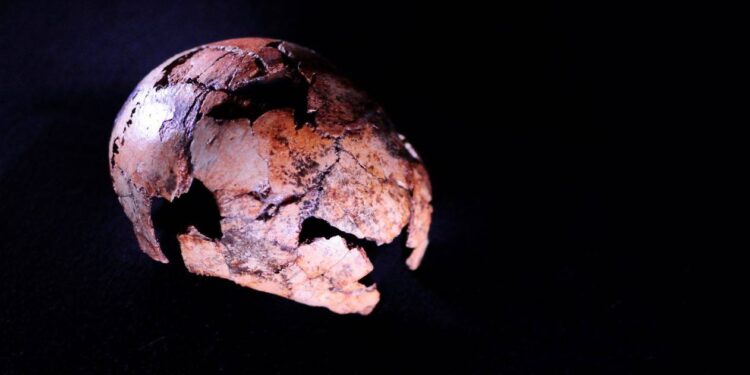 Los Homo erectus con el cráneo más pequeño y el Homo habilis más reciente