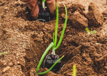 Conocer los genes de defensa de las plantas para la mejora sostenible de la agricultura