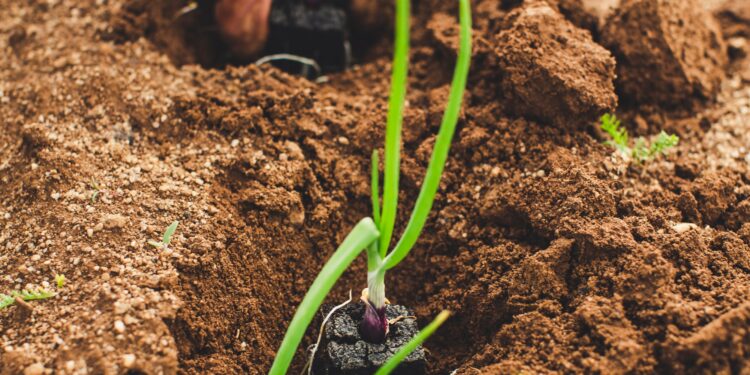 Conocer los genes de defensa de las plantas para la mejora sostenible de la agricultura
