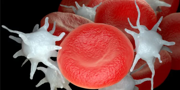 La vida secreta de las plaquetas