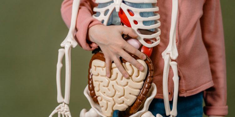 ¿Por qué el estómago no se digiere a sí mismo? Bueno, a veces, sí lo hace