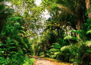 Red Latinoamericana de Científiques del Sistema Tierra en las Etapas Iniciales de Carrera (LAECESS): abordando los desafíos presentes y futuros de las próximas generaciones de científiques en la región